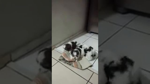 Filhotes da 2 gestacao da mag смотреть онлайн