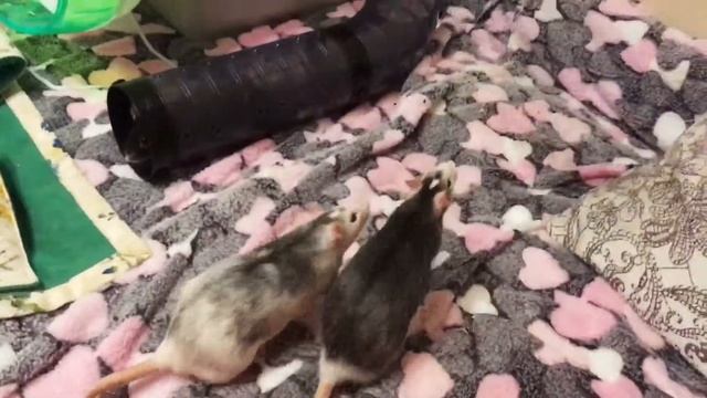 Играем с крысами смотреть онлайн