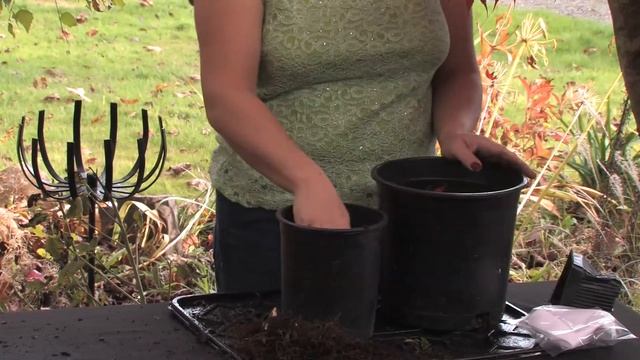 Gardening Tips : How to Plant Astilbe смотреть онлайн