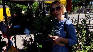 Побывали в "Хвойная коллекция"  на торговой площадке. Редкие хвойные. Знакомство с хозяином магазин
