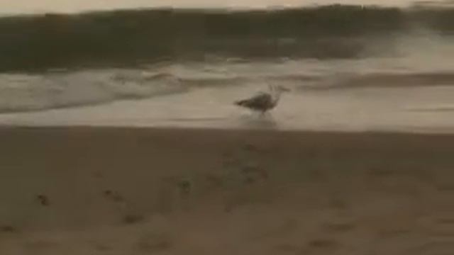 Bangla Kabita : Nirorthok-Premendra Mitra, Recited By - Dhruba смотреть онлайн