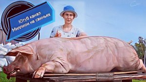 Забой борова породы пьетрен. Загон для телят почти готов.