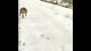 Волки в челябинской области вся правда !стая из 300 волков нападают на деревни