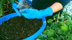 Пересадка черенков пеларгоний (замена земли) #пеларгония #герань