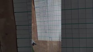 Спортивные голуби Омска. 5-серия.