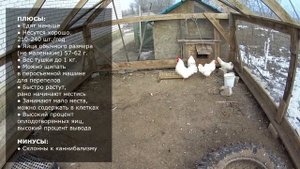 Карликовые леггорны (В33) в нашем хозяйстве: плюсы и минусы