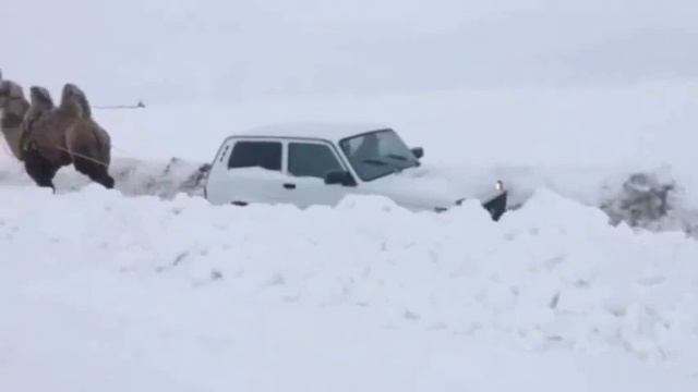 Это Саратов, детка! Здесь верблюд круче Нивы. смотреть онлайн