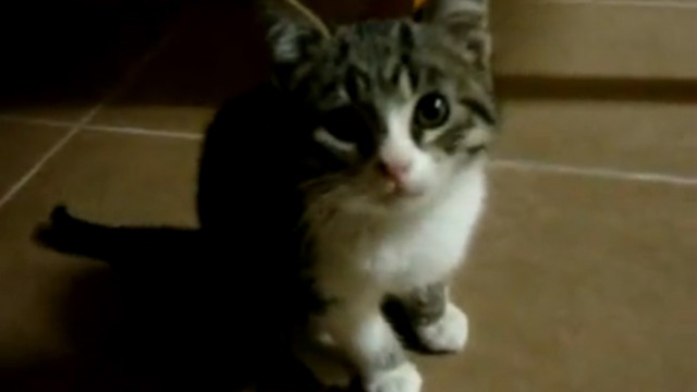 Кошачья неудачка