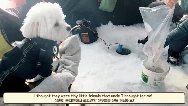 Bichon Frise goes Ice Fishing to Lake Simcoe Ontario Bichon enjoys Som-thing Special on frozen lake смотреть онлайн