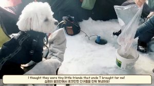 Bichon Frise goes Ice Fishing to Lake Simcoe Ontario Bichon enjoys Som-thing Special on frozen lake