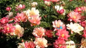 Пион ито Джулия Роуз (paeonia itoh julia rose) ? обзор: как сажать, рассада пиона Джулия Роуз