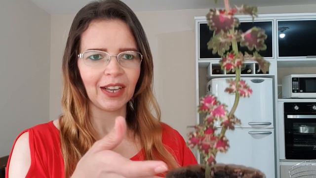 Como eliminar pragas das Calanchoê ou Kalandiva? #plantas #canalleiaalcantara #calanchoe смотреть онлайн