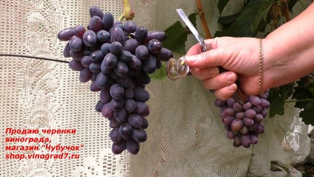 Виноград селекции Калугина - мармеладка.