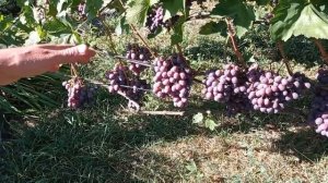 @Виноград Ред Глоуб, виноград США  Отзыв винограде 2020