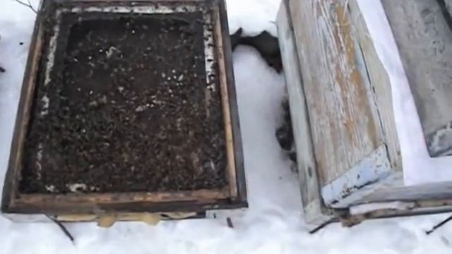 январь 2015 года - температура сверху клуба зимующей на воле семьи пчел ( обновление 5 января ) смотреть онлайн