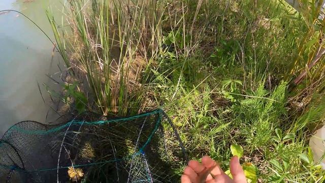 20кг ЛИНЯ Зарыбление крупным линем, разведение рыбы и раков в пруду у дома смотреть онлайн