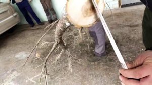 Измельчитель дерева  GreenПинг WC230