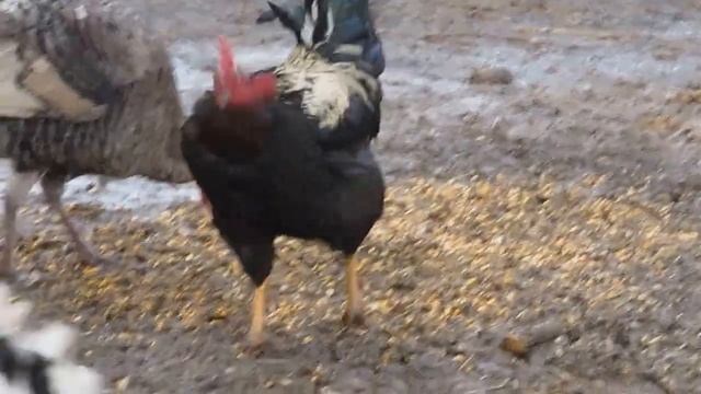 Петух с голой шеей. Сельское подворье.#птицы #село #петух смотреть онлайн