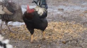 Петух с голой шеей. Сельское подворье.#птицы #село #петух