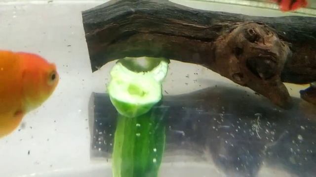 Барбусы на нерест, Анциструсы кушают огурец и не только они? смотреть онлайн