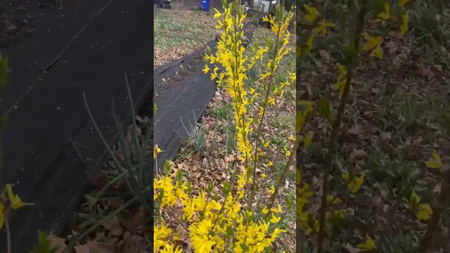 Loving Forsythia 🌱😌 #forsythia #bloom #yellow #love