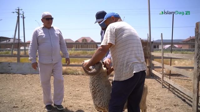 Как выбрать и заколоть барана на Курбан? смотреть онлайн