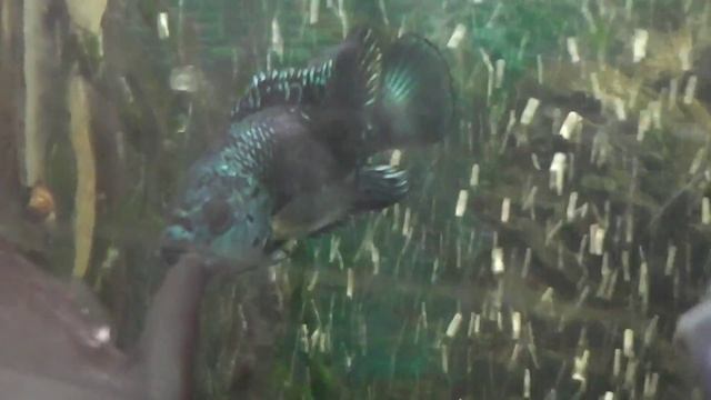 Астронотус и Пираньи смотреть онлайн