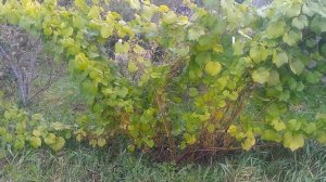 Сорт винограда "Восторг" Тверь 15 сентября 2019 г.