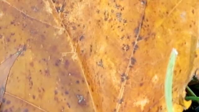 Лист клёна в осеннем парке смотреть онлайн