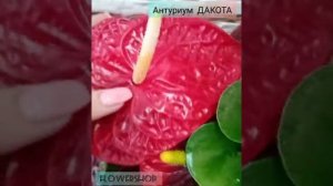 Антуриум Дакота