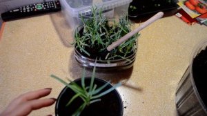 мой эксперимент укоренение черенка из букета гвоздика кустоая