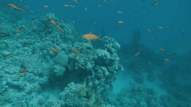 Diving in the Red Sea смотреть онлайн
