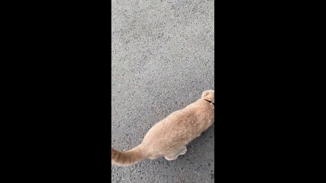 Влог беременяшки № 4: духовные практики | лепка из глины | рецепт булочек смотреть онлайн