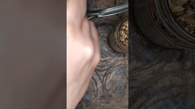 как в домашних условиях сделать масло из грецкого ореха, для лечения кутикулы и подпитки ногтей