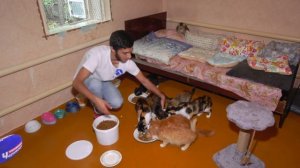 "Актуальный репортаж" - "Приют для кошек"