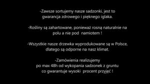 Sprzedaż 2/2 Jodła Kaukaska "Nordmanniana" 20-35 cm Treesplant.pl Polski Producent Sadzonki