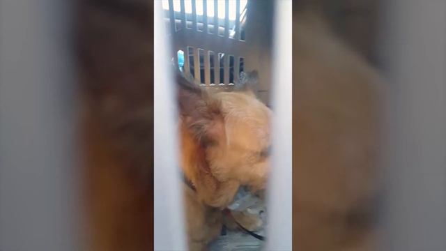 Пальма путь в Москву смотреть онлайн