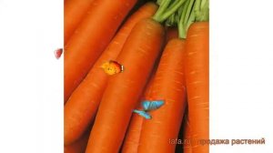 Морковь обыкновенный Ярославна (yaroslavna) ? Ярославна обзор: как сажать, семена моркови Ярославна