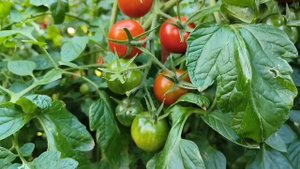 Томат КРОХА очень вкусный супер ранний и мега урожайный сорт