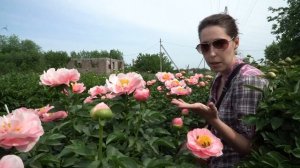 Пион Salmon Dream. Май 2018