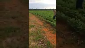 Кабан нападает на человека