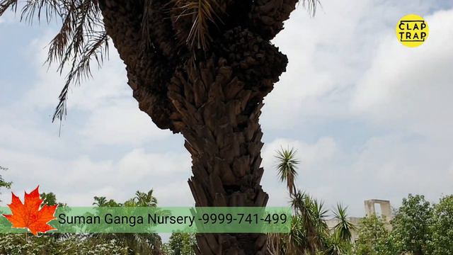 HOW TO CREATE GARDEN, LANDSCAPE | NEVER SEEN PLANTS смотреть онлайн