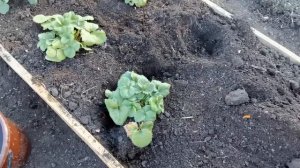 Первая грядка из прошлогодних усов готова! Земляника из семян.