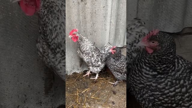 Малин Мехеленская Кукушка?? #малин #мехеленскаякукушка #породныекуры смотреть онлайн