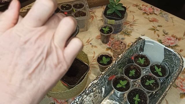 Перевалка ЭУСТОМЫ в большие горшочки! смотреть онлайн