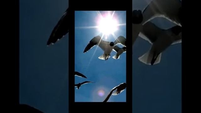 Океанские волны и крик чаек