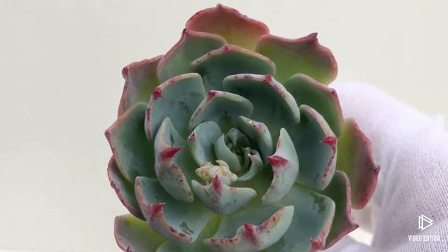 Echeveria Amistar (B) смотреть онлайн