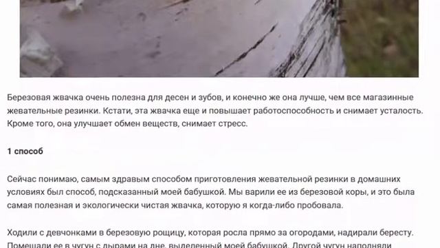 Жвачка из бересты по рецепту наших бабушек