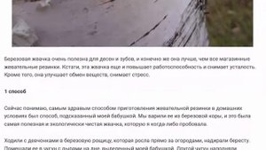 Жвачка из бересты по рецепту наших бабушек