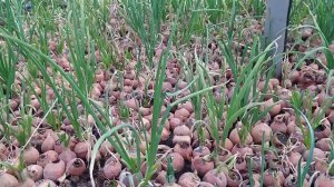 Сколько можно заработать на луке?